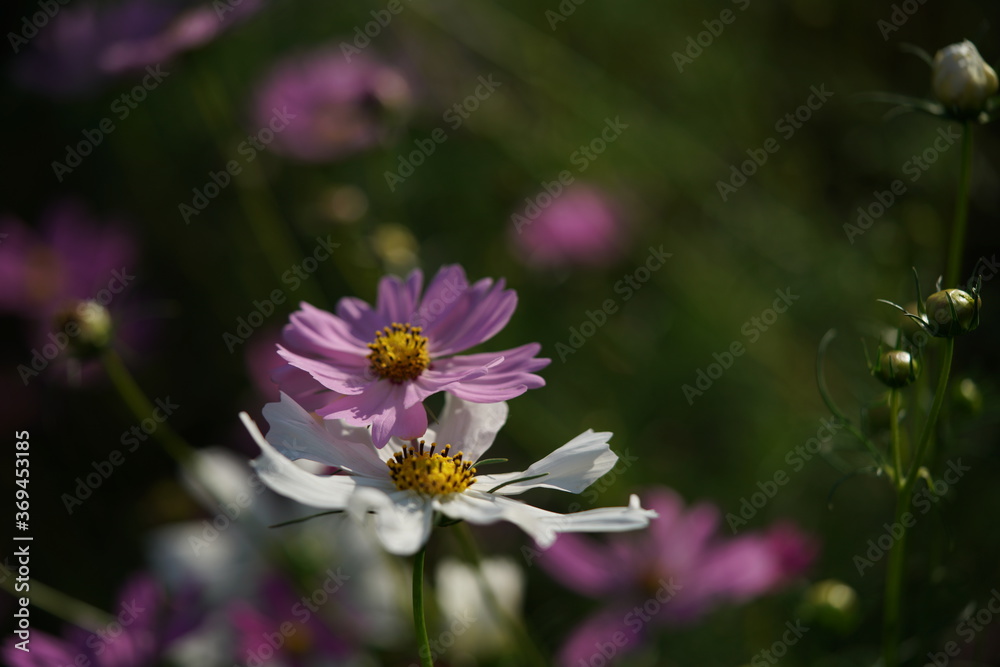 White Flower of Cosmos in Full Bloom
White Flower of Cosmos in Full Bloom