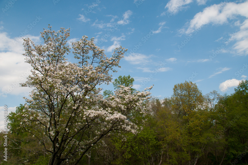 dogwood tree in spring dogwood tree in spring