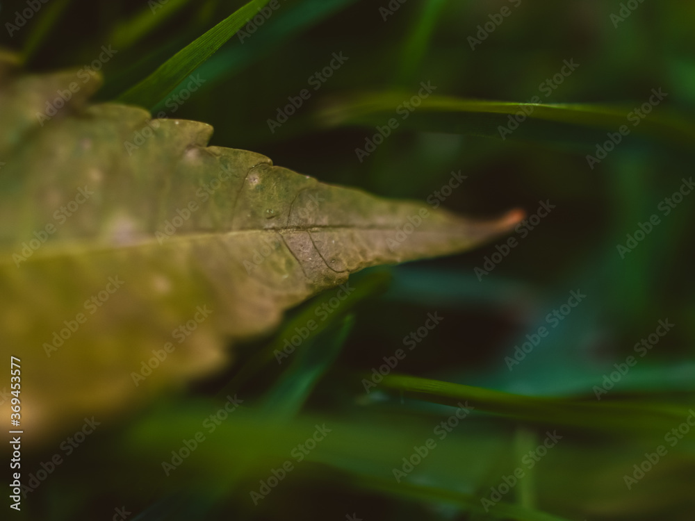 Obraz premium Green leaf on the grass