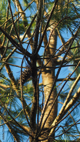 Pomme de pin sur un grand pin landais photo