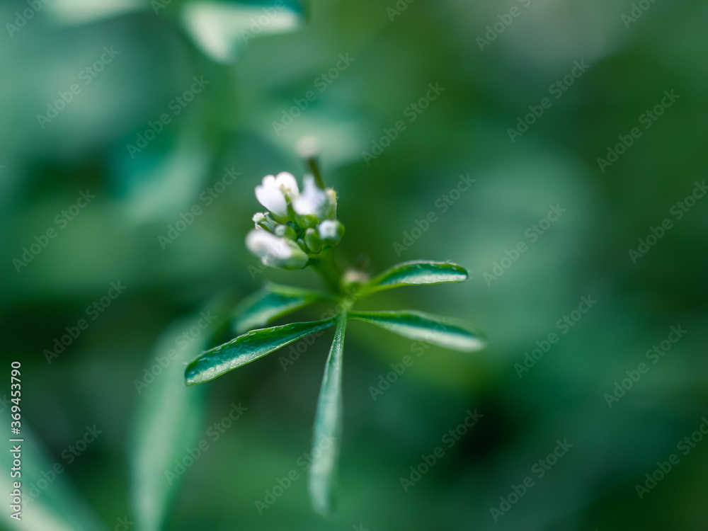 close up of green leaves