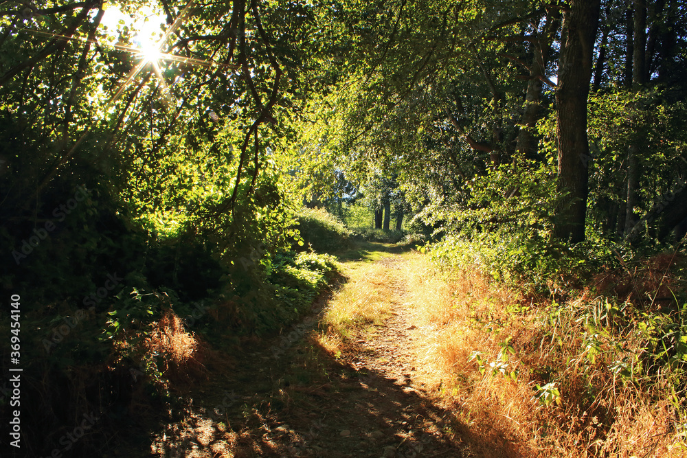 Path in the forest in a summer day