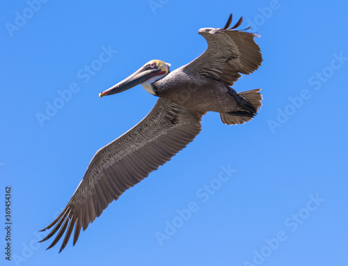 Brown Pelican with adult breeding plumage, Loreto, Baja California Sur, Mexico