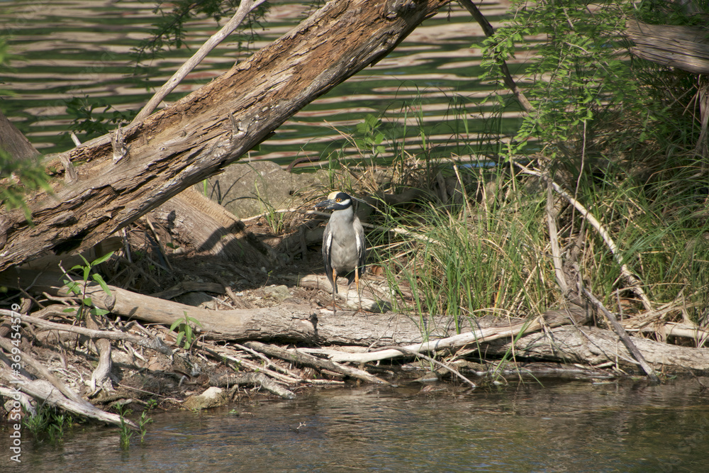 Fotografie juvenile great blue heron