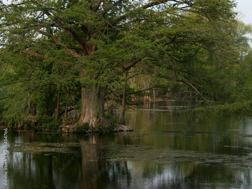 cypress tree in the Comal river in New Braunfels, Texas