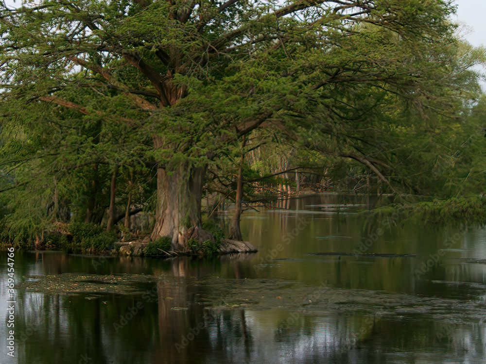 cypress tree in the Comal river in New Braunfels, Texas cypress tree in the Comal river in New Braunfels, Texas