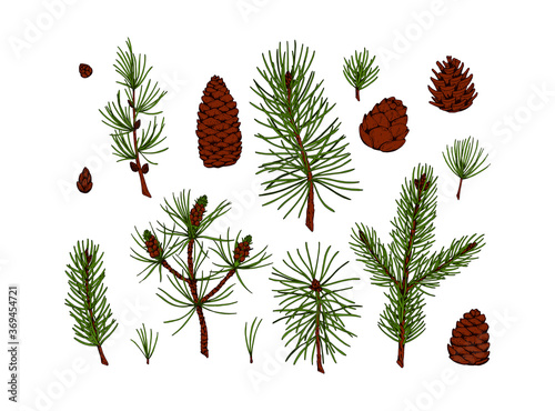 Set of hand drawn colored sketch evergreen plants and cones isolated on white background. Vector illustration of pine, fir tree, larch, Christmas tree branches. Christmas and New Year decor element