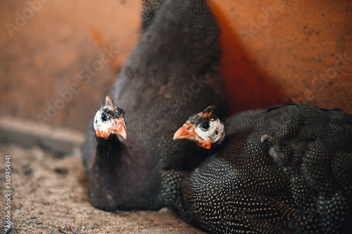 Two guinea fowls sit on eggs in a poultry house. Growing eggs naturally. Natural incubation photo