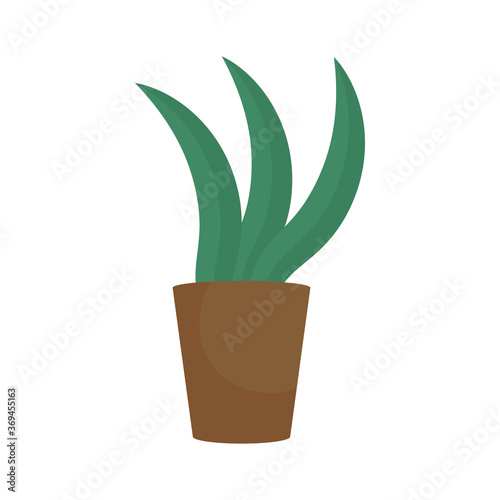 houseplant in pot office decoration