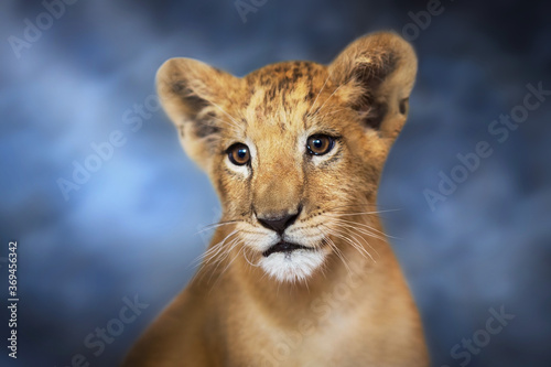 A cute young lion cub close up portrait on blue background