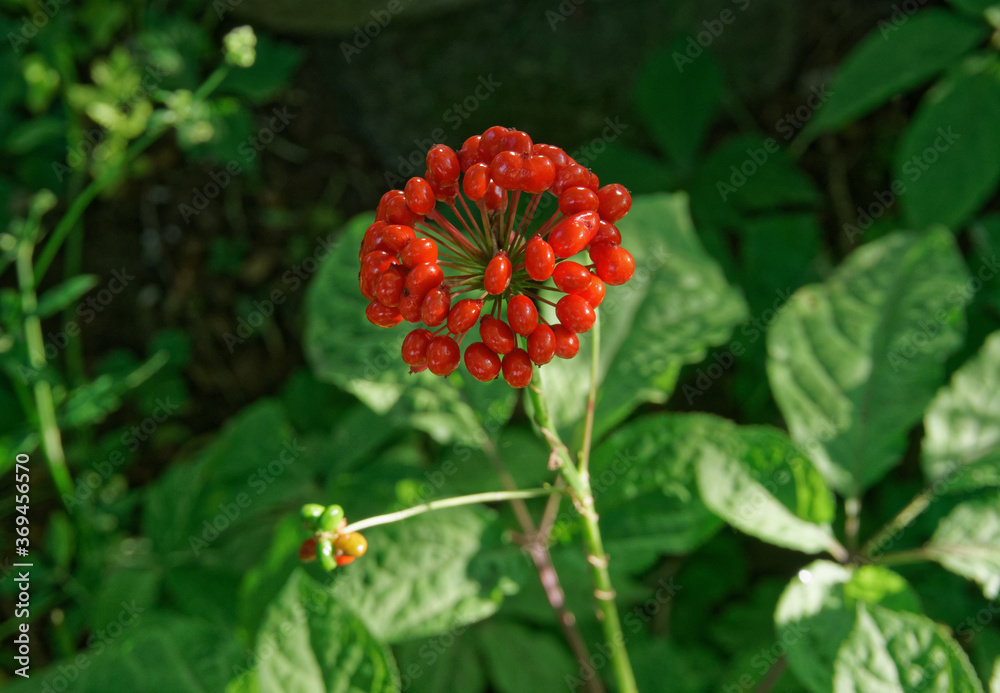 Wild root ginseng with berries. A close up of the most famous medicinal plant ginseng (Panax ginseng). Wild root ginseng with berries. A close up of the most famous medicinal plant ginseng (Panax ginseng).