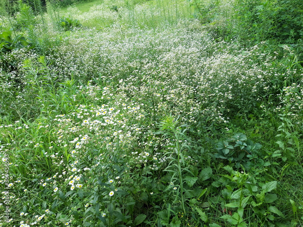 Wild chrysanthemum image