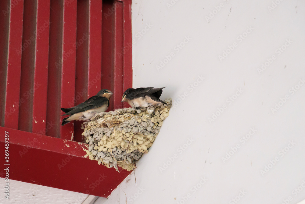 Naklejka premium Swallow chicks on the nest in summer, waiting for their parents to return
