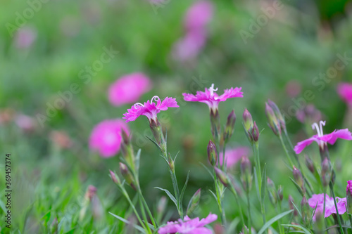 Outdoor blooming pink carnation flowers and green leaves   Dianthus chinensis L.