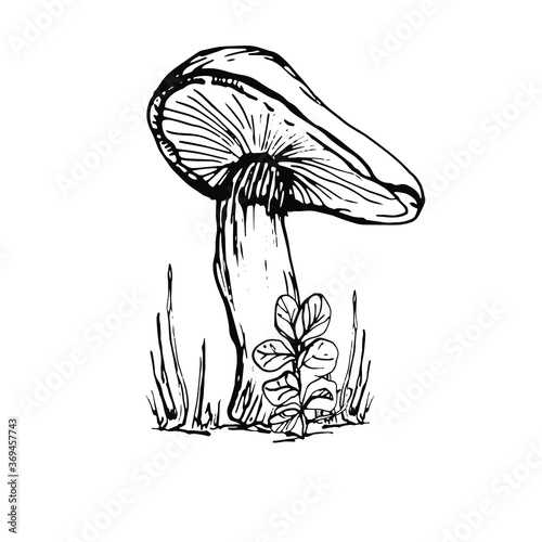 Drawing with a mushroom. Handmade graphics. Edible mushrooms and toadstools. Healthy food illustration. Autumn forest coloring pages for children and adults. for recipe  menu  label  coloring