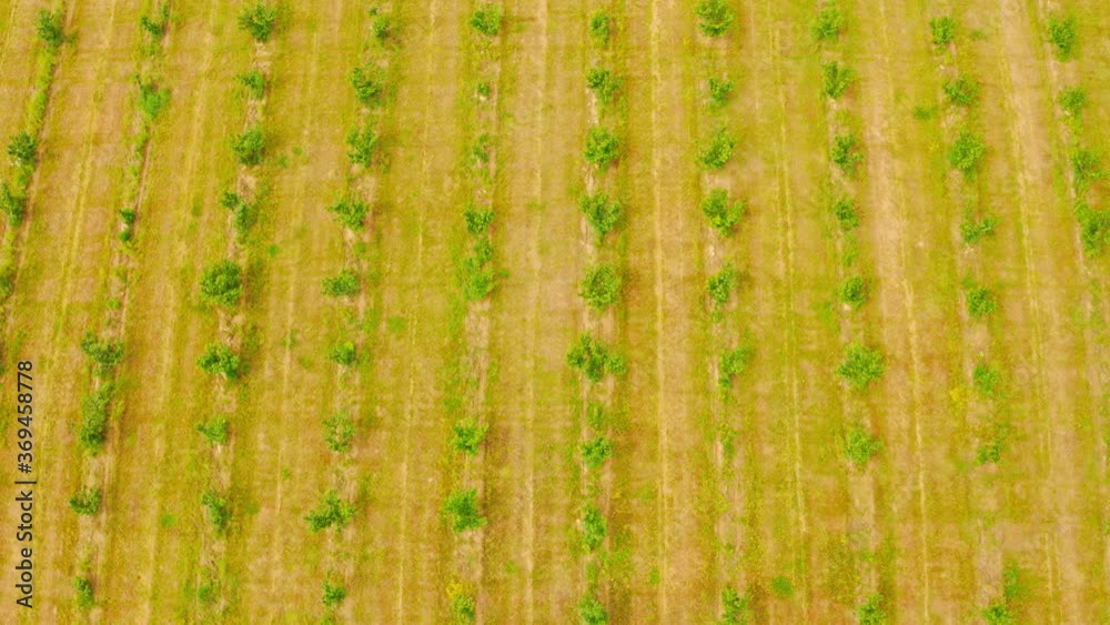 aerial view on rows of young fruit trees green foliage farm in countryside summer season aerial view on rows of young fruit trees green foliage farm in countryside summer season