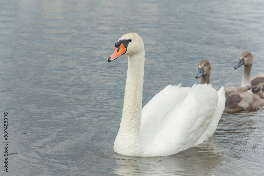 graceful white swan swims with two young swans graceful white swan swims with two young swans