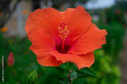 The beautiful hibiscus flower in the evening time