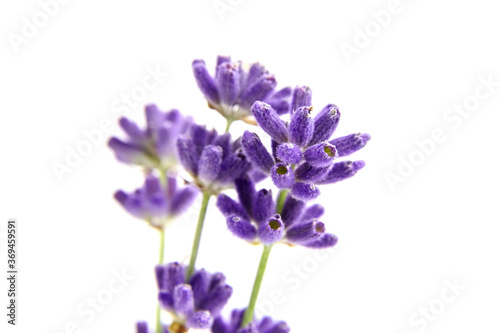 Beautiful purple lavender stems isolated on white