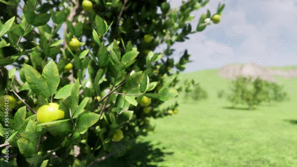 3d closeup of green lemon tree 4k