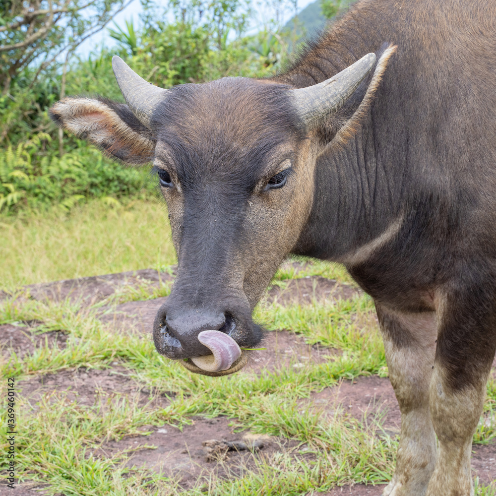 Beautiful Taiwan water buffalo walking on a stone stair steps in grassland, prairie in Taoyuan Valley, Caoling Mountain Trail over Mt. Wankengtou. Beautiful Taiwan water buffalo walking on a stone stair steps in grassland, prairie in Taoyuan Valley, Caoling Mountain Trail over Mt. Wankengtou.