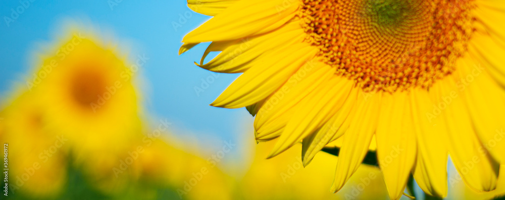Naklejka premium Sunflower close-up against the blue sky. Copy space for text.