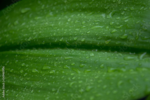 The fresh green beautiful leaves after raining 