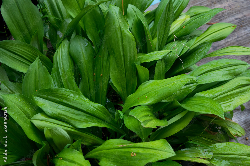 Fototapeta premium The fresh green beautiful leaves after raining 