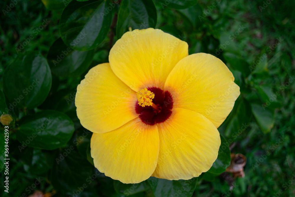 yellow Hibiscus flower in the garden yellow Hibiscus flower in the garden