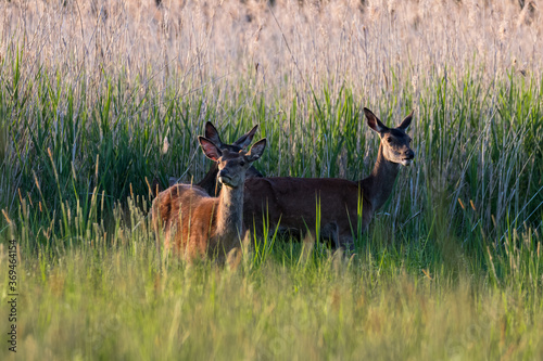 Jelenie cervus elaphus podczas posiłku