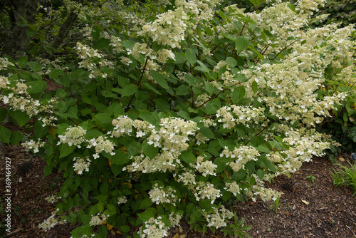 Flower Heads of a Paniculate Hydrangea Shrub (Hydrangea paniculata 'Kyushu') Growing in a Woodland Garden at Rosemoor in Rural Devon, England, UK