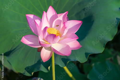 lotus flower plants with green leaves in pond