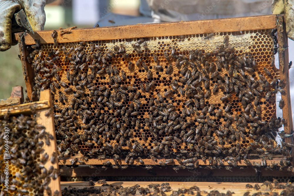Beekeepers working to collect honey Beekeepers working to collect honey