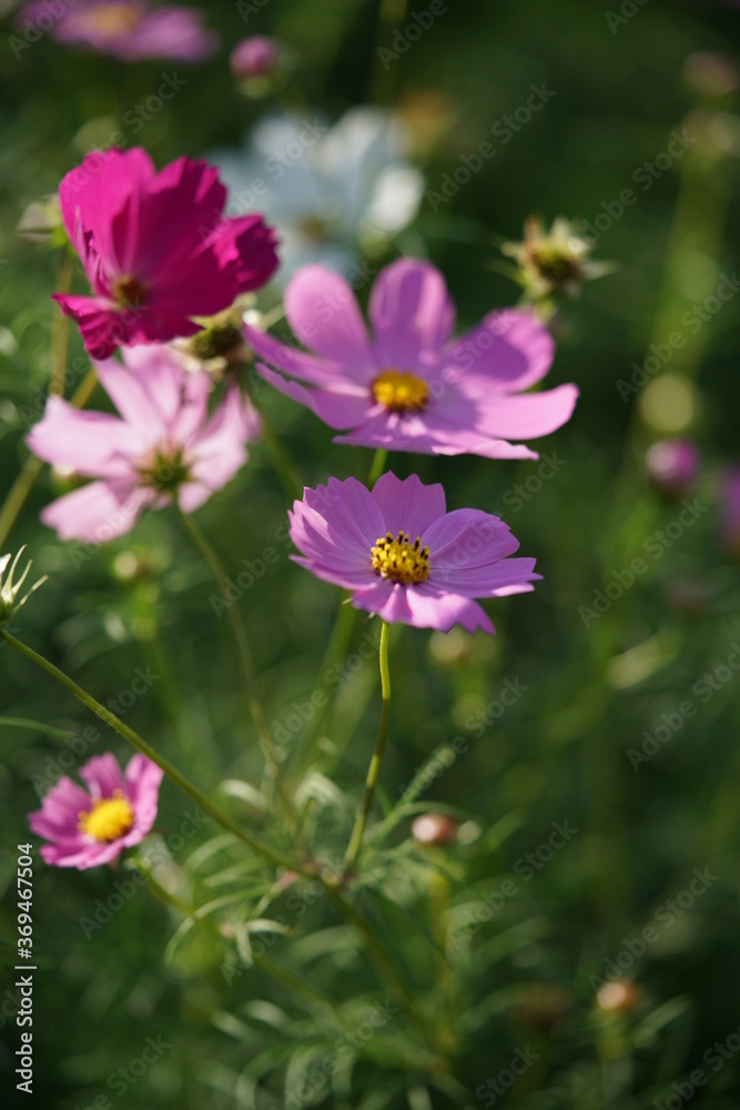Light Pink Flower of Cosmos in Full Bloom
Light Pink Flower of Cosmos in Full Bloom