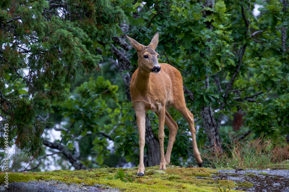 deer in the forest