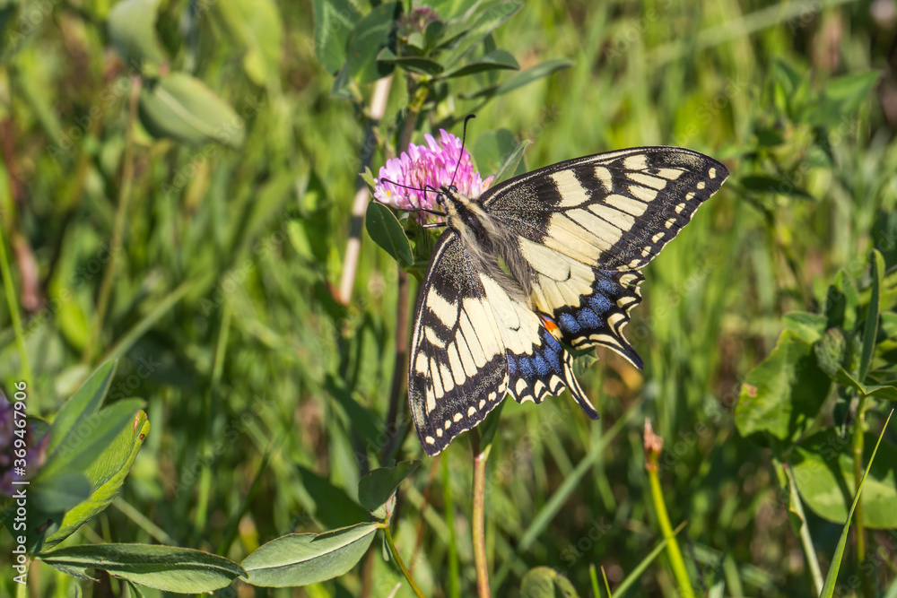 Swallowtail moth (Papilio machaon)