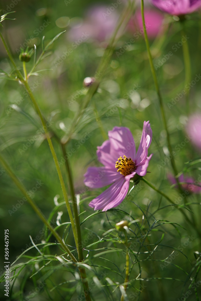 Light Pink Flower of Cosmos in Full Bloom
Light Pink Flower of Cosmos in Full Bloom