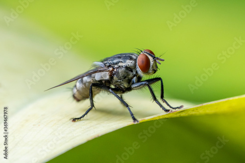 Black Fly on a leaf © Theodore99