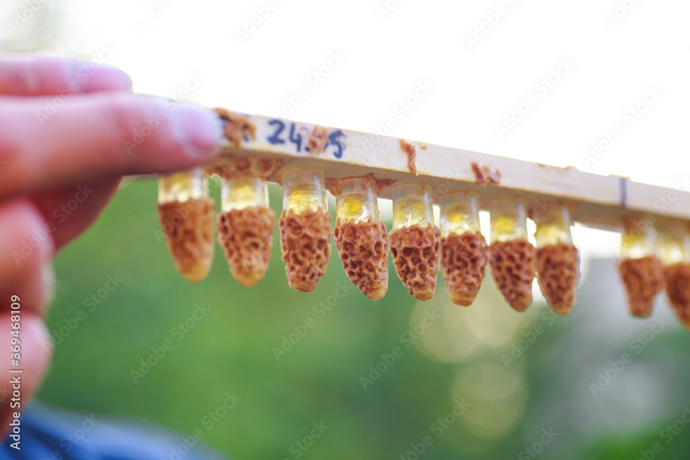 plastic queen cells with royal jelly Rebuilt from wax by honey bees on