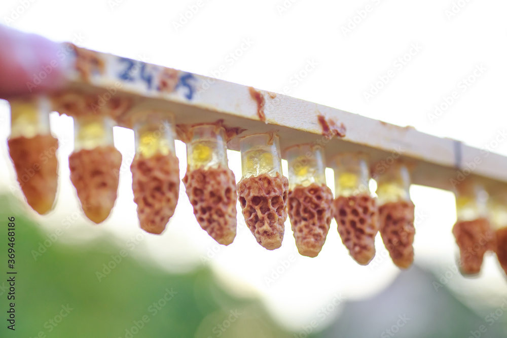 plastic queen cells with royal jelly Rebuilt from wax by honey bees on