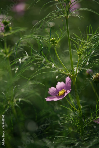 Light Pink Flower of Cosmos in Full Bloom 