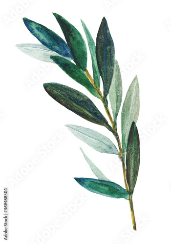 olive leaves © Alla