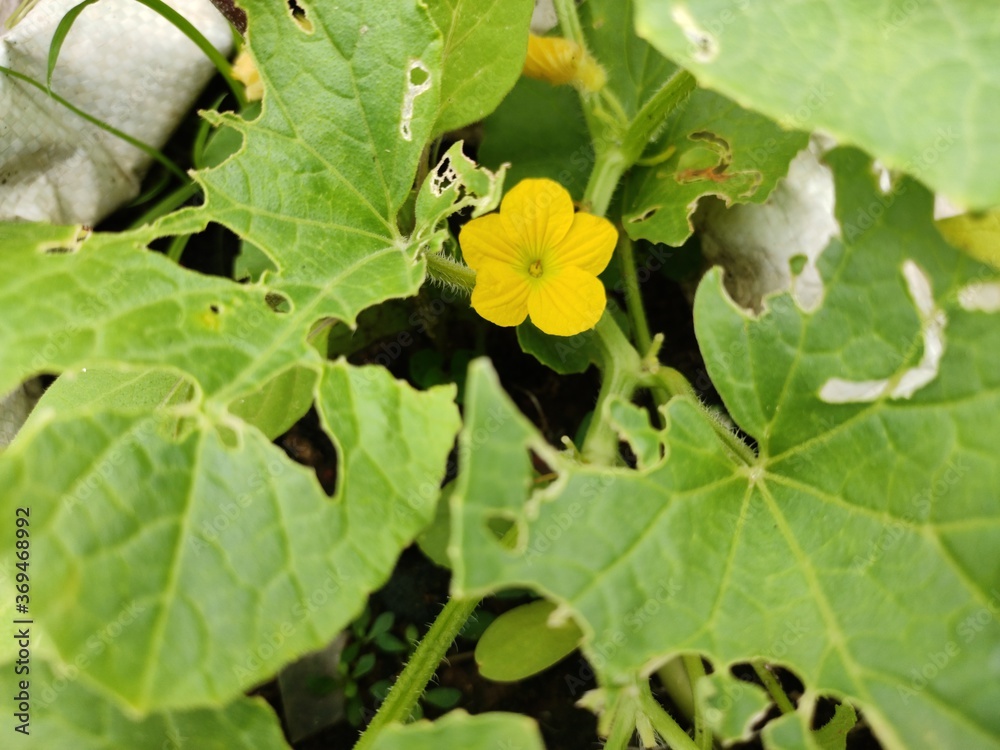 Yellow Melon Flower Under Leaves with Ants Yellow Melon Flower Under Leaves with Ants