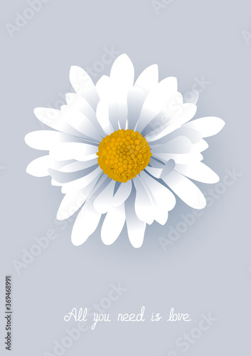 Vector illustration of a beautiful flower chamomile with text. Lovely summer white flower on gray background.