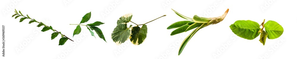 Collection isolated nature leaves on white background for design elements. - obrazy, fototapety, plakaty 