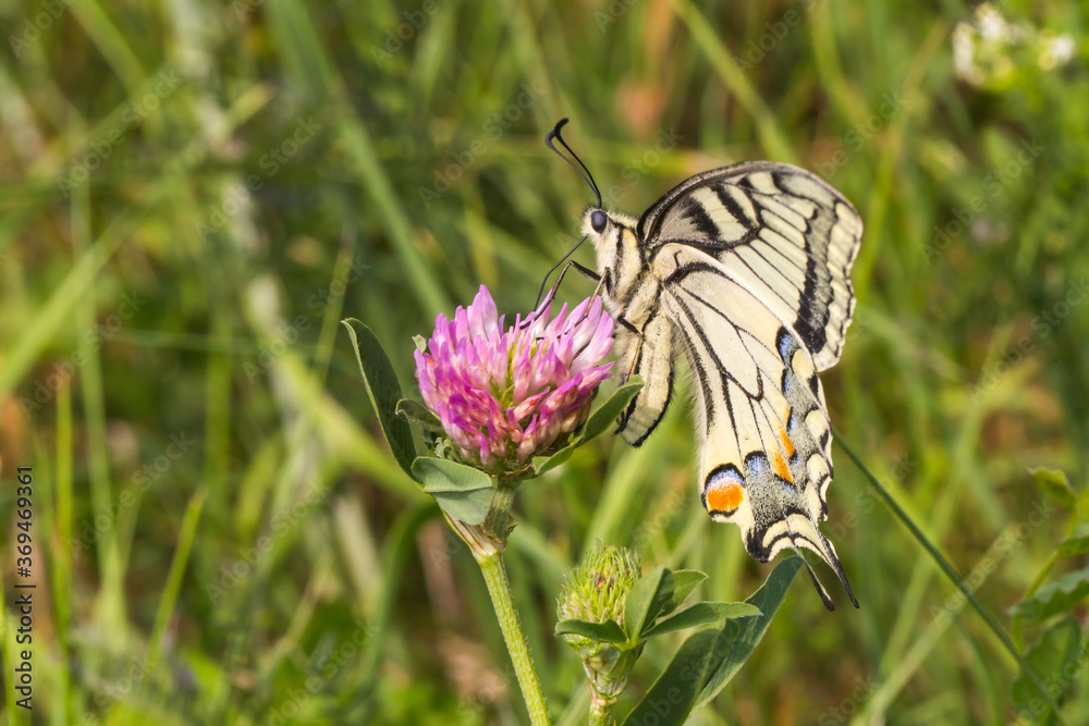 Swallowtail moth (Papilio machaon)