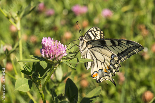 Obraz na płótnie Swallowtail moth (Papilio machaon) w salonie