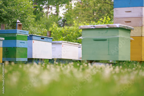 apiary with single-body beehives and multi-body beehives in the garden. Apiary on the plot, next to the house, in the yard with green grass. Private business in agribusiness.