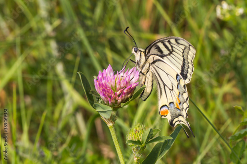 Obraz na płótnie Swallowtail moth (Papilio machaon) w salonie