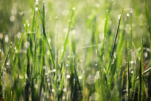 Dew drops on rice plants